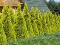 Туя Смарагд (Thuja Smaragd) - опис, основні види та особливості вирощування на ділянці smaragd