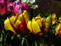 Тюльпани посадка та вирощування в саду, сорти, боротьба зі шкідниками та хворобами боротьба