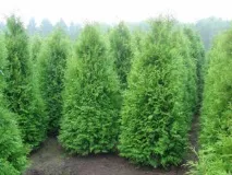 Туя Смарагд (Thuja Smaragd) - опис, основні види та особливості вирощування на ділянці thuja
