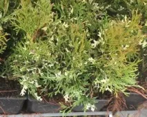 Туя Смарагд (Thuja Smaragd) - опис, основні види та особливості вирощування на ділянці основні
