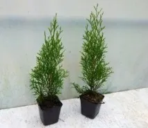 Туя Смарагд (Thuja Smaragd) - опис, основні види та особливості вирощування на ділянці смарагд