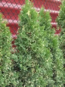 Туя Смарагд (Thuja Smaragd) - опис, основні види та особливості вирощування на ділянці smaragd