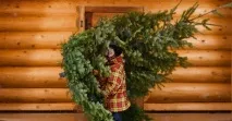 Догляд за новорічною ялинкою. догляд
