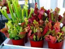 Sarracenia