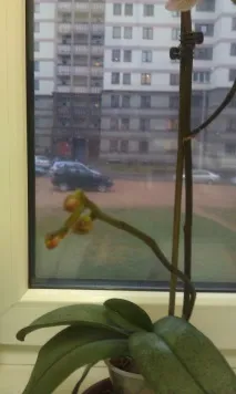 Догляд за орхідеями, мій досвід, Білоукраїнський жіночий портал білоукраїнський