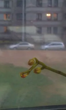 Догляд за орхідеями, мій досвід, Білоукраїнський жіночий портал портал