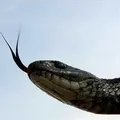 маскою