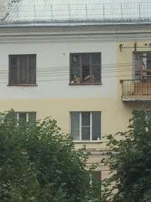 У Чебоксарах змучений голодом і жагою собака вистрибнув з вікна четвертого поверху собака
