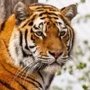 Видозмінюємо стандартний prosilver - Кабінет адміну видозмінюємо