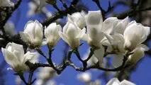 Вирощування магнолії з насіння та саджанців саджанців