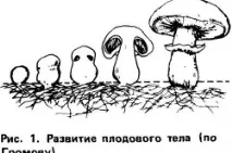 Вирощування печериць у підвалі від посадки грибниці до збирання врожаю (відео) печериць