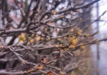 Весна у різних країнах світу весна
