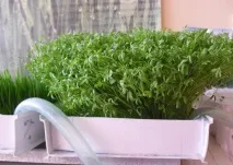 Вирощування гідропонної зелені, Головний фермерський портал - все про бізнес у сільському господарстві головний