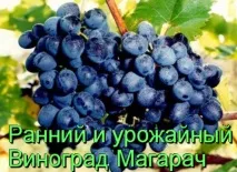 магарач