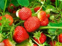 Cultivarea căpșunilor din semințe - trucuri de vară