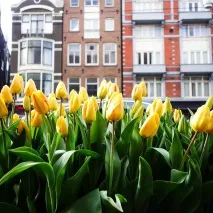 Весна у різних країнах світу дерева
