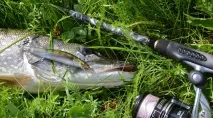 Minnow