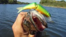 Minnow