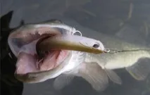 Minnow