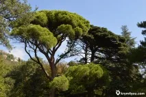 Воронцовський парк, Алупка Воронцовського