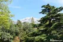 Воронцовський парк, Алупка парку