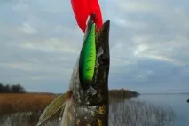воблери