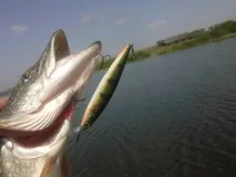 щуку
