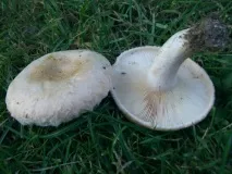 lactarius