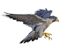 Вільні мігранти куди пропадають птахи взимку, Публікації, Навколо Світу птахи