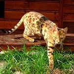 В’язка котів Все, що потрібно знати, Leopard ShahNNRu потрібно