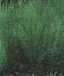 equisetum