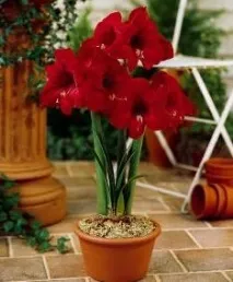 Hippeastrum