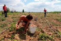 За астраханською картоплею на полях вишиковуються в чергу - у блозі - Агропром та харчова картоплею