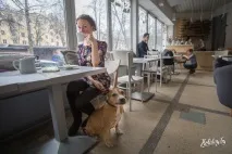 Забронювати місце під столиком, або У яких кафе Мінська вам будуть раді з собакою туристичний місце