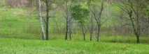 Заготовка папороті орляку орляку