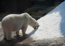 закопайся