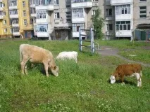 Жителі уральських міст скаржаться на безпритульних корів Суспільство Облгазета жителі