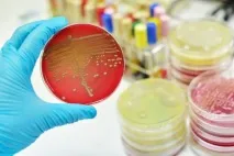 Золотистий стафілокок у немовляти в калі - симптоми та лікування - Здоров’я Інфо стафілокок