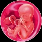 17 тиждень вагітності відчуття, розвиток плода, поради та рекомендації вагітності
