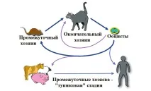 Аналіз на токсоплазмоз, кров на токсоплазмоз як називається називається
