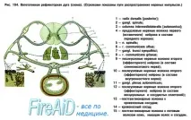 Анатомія Вегетативна ( автономна ) нервова система нервова