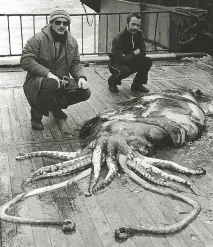 Арктичний глибоководний кальмар кальмар