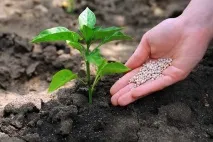 Азотні добрива користь та шкода користь