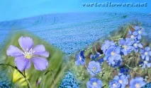 Vortex Flowers vortex