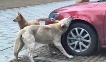 Бездомний собака, якого вдарив водій під час паркування, повернувся з друзями щоб помститися, водій