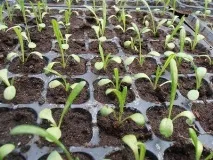Кардинальне обрізання петунії в кашпо для відновлення декоративності обрізання