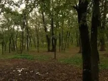 Грибні місця Самарської області поради грибника місця