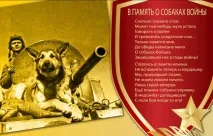 Головна служба собаки служба