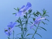 Vortex Flowers льону