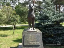 Головна служба собаки собаки